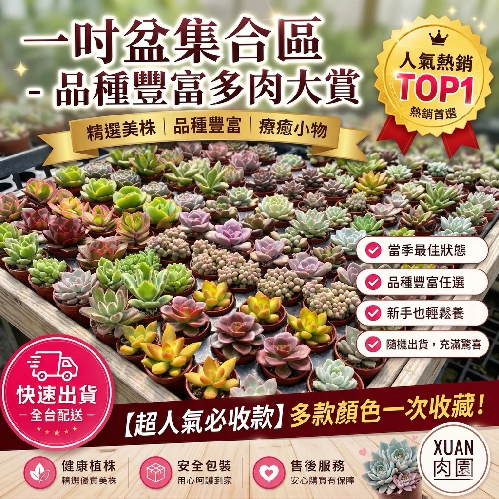 一吋盆多肉植物 【一吋盆有量區】 超Q豆盆小多肉(非種子)可自選品種 |盆栽|1吋盆 |[Xuan肉園